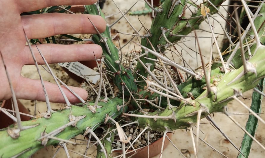 Euphorbia kalissana, Baio Mnts., Korr, Kenya, 6543