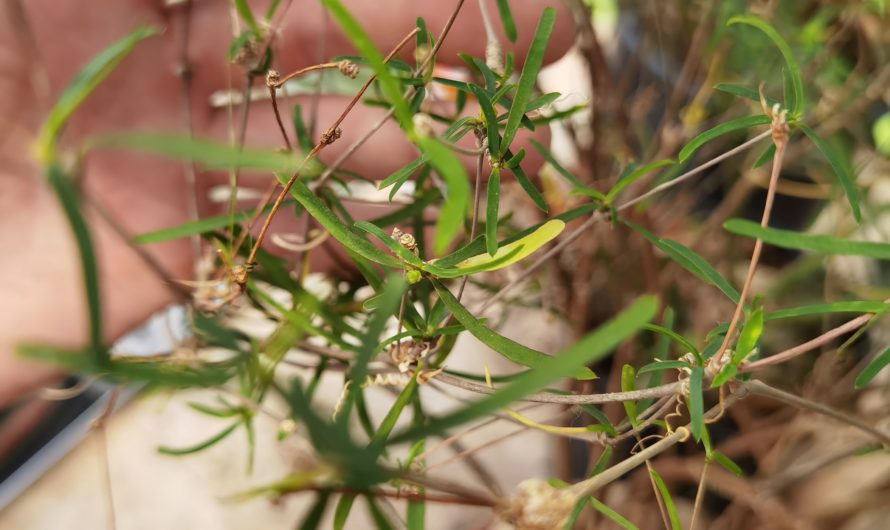 Euphorbia hedyotoides, Madagaskar