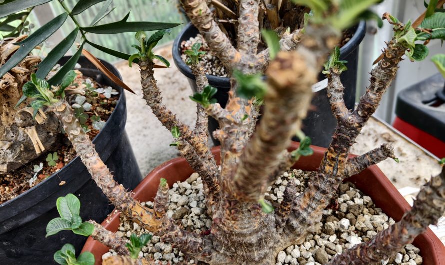 Pachypodium baronii v. Windsorii