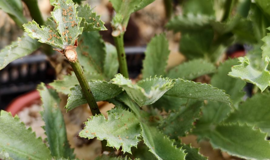 Cyphostema seitziana, Angola, NE of Namibe – 9736.9