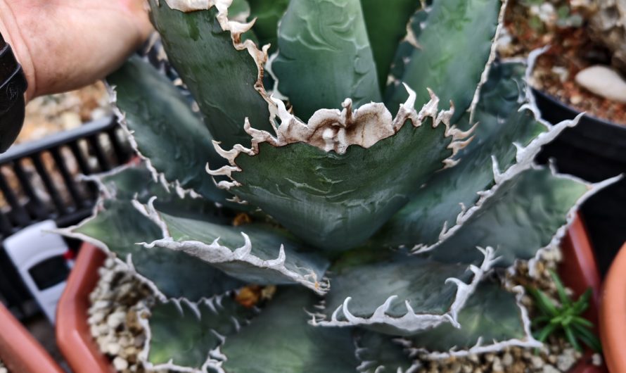 Agave titanota cv. White Whale – 1011.3