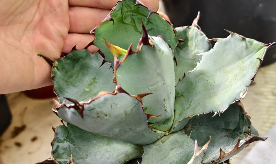 Agave titanota cv. black and blue