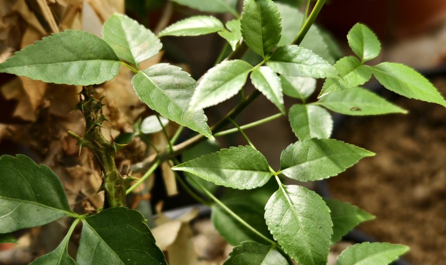 Commiphora sp. blue peeling bark, Dodoma prov., Tanzania – 7704.3