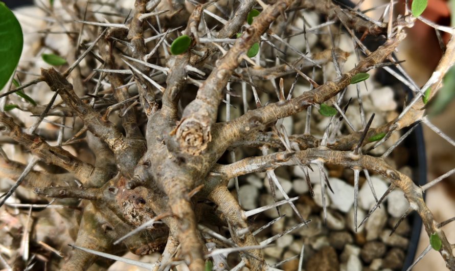 Alluadia comosa, Madagascar – 9060.4