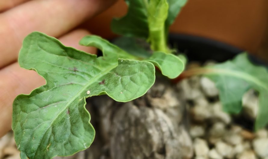 Polygonaceae sp., Morogoro, Tanzania – 7682.4